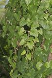 Chinese Yam, Dioscorea polystachya