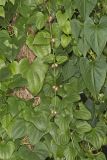 Chinese Yam, Dioscorea polystachya