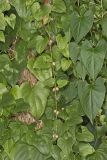 Chinese Yam, Dioscorea polystachya