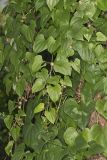 Chinese Yam, Dioscorea polystachya