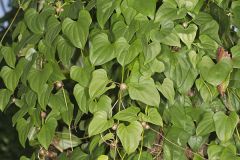 Chinese Yam, Dioscorea polystachya