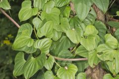 Chinese Yam, Dioscorea polystachya