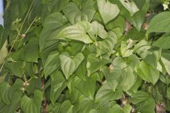 Chinese Yam, Dioscorea polystachya