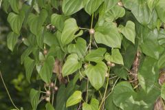 Chinese Yam, Dioscorea polystachya