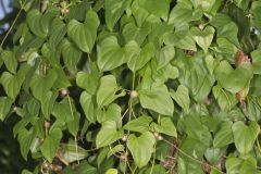 Chinese Yam, Dioscorea polystachya