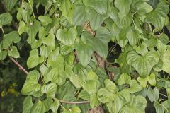 Chinese Yam, Dioscorea polystachya