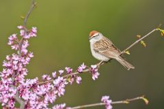 Chipping Sparrow, Spizella passerina