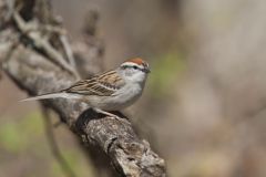 Chipping Sparrow, Spizella passerina