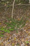 Christmas Fern, Polystichum acrostichoides