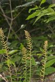 Christmas Fern, Polystichum acrostichoides