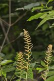 Christmas Fern, Polystichum acrostichoides