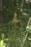 Christmas Fern, Polystichum acrostichoides