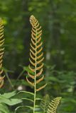 Christmas Fern, Polystichum acrostichoides