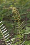 Christmas Fern, Polystichum acrostichoides