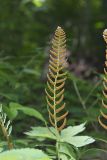 Christmas Fern, Polystichum acrostichoides