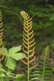 Christmas Fern, Polystichum acrostichoides