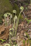 Christmas Fern, Polystichum acrostichoides