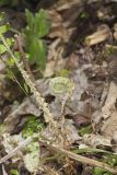 Christmas Fern, Polystichum acrostichoides