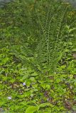 Christmas Fern, Polystichum acrostichoides