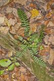 Christmas Fern, Polystichum acrostichoides