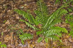 Christmas Fern, Polystichum acrostichoides