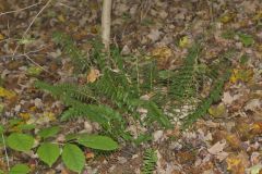 Christmas Fern, Polystichum acrostichoides