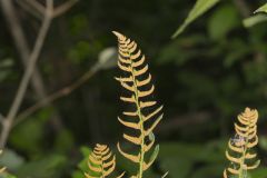 Christmas Fern, Polystichum acrostichoides