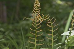 Christmas Fern, Polystichum acrostichoides