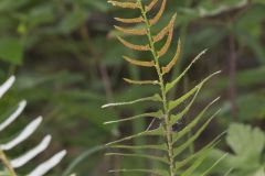 Christmas Fern, Polystichum acrostichoides