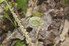 Christmas Fern, Polystichum acrostichoides