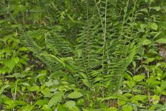 Christmas Fern, Polystichum acrostichoides