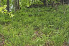 Christmas Fern, Polystichum acrostichoides