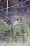 Clapper Rail, Rallus crepitans