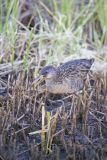 Clapper Rail, Rallus crepitans