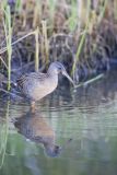 Clapper Rail, Rallus crepitans