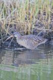 Clapper Rail, Rallus crepitans