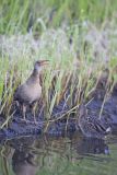 Clapper Rail, Rallus crepitans