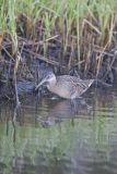 Clapper Rail, Rallus crepitans