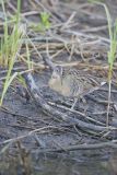 Clapper Rail, Rallus crepitans