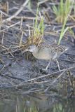 Clapper Rail, Rallus crepitans
