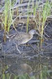 Clapper Rail, Rallus crepitans
