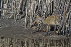 Clapper Rail, Rallus crepitans