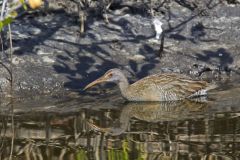 Clapper Rail, Rallus crepitans
