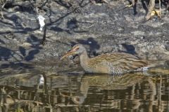 Clapper Rail, Rallus crepitans