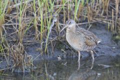 Clapper Rail, Rallus crepitans