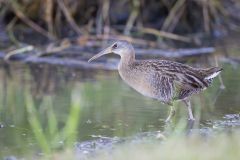 Clapper Rail, Rallus crepitans