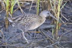 Clapper Rail, Rallus crepitans