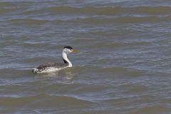 Clark's Grebe, Aechmophorus clarkii