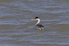 Clark's Grebe, Aechmophorus clarkii
