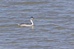 Clark's Grebe, Aechmophorus clarkii